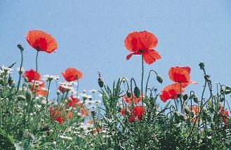 40. kép. A pipacs (Papaver rhoeas) obligát gyomnövény. A természetes vegetációban nem fordult elô, feltehetôleg antropogén élôhelyeken, emberi befolyás hatása alatt keletkezett faj.