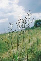 42. kép. Gabonarozsnok (Bromus secalinus) 43. kép. Bojtorjánsaláta (Lapsana communis) Az újkôkori gyomtársulás (Bromo-Lapsanetum praehistoricum) két névadó karakterfaja a gabonarozsnok és a bojtorjánsaláta volt.
