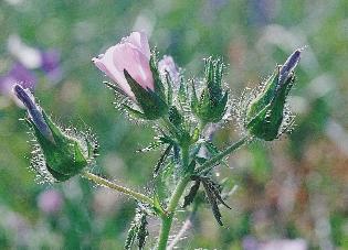 Sármányvirág (Sideritis montana)