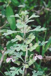 2.3 Középkor 49. kép. Fürtös gamandor (Teucrium botrys) Feltételezhetôen római kori jövevény hazánkban.