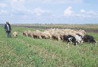51. kép.