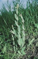 57. kép. Bíborfekete hagyma (Allium atropurpureum) Valószínûleg a török hódoltság idején behurcolt gyomnövények (57 62. kép).