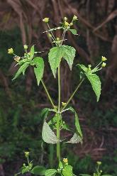 65. kép. A kicsiny gombvirág (Galinsoga parviflora) Az Andok vidékén honos, Európában fôleg a napóleoni háborúk idején vált gyakorivá. 2.