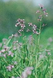 18. ábra. A parlagfû (Ambrosia artemisiifolia) terjedésének fázisai a Dunántúlon 1922 és 1959 között (PRISZTER 1960 nyomán). A parlagfû ma már hazánk egész területén megtalálható. 68. kép.