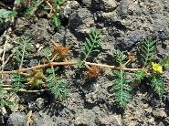 királydinnye (Tribulus terrestris) hazai migrációja 72.