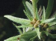 Vetési boglárka (Ranunculus arvensis) 77. kép. Mezei gyöngyköles (Buglossoides arvensis) A nagy diaspórával rendelkezô fajok visszaszorultak az új vetômagtisztító-gépek megjelenésével (75 77. kép).