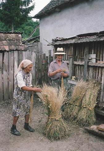 78. kép. Alakorszalma válogatása egy székelyföldi falusi udvarban (Bözöd, 2002).