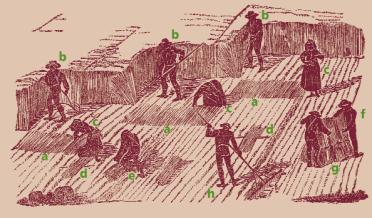20. ábra. A gabonák kézi betakarításának munkafolyamatai (KORIZMICS et al. 1856 nyomán) Az ábra egy csoport kaszást (bbb) mutat éppen munkában.