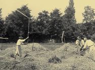 79. kép. Cséplés cséphadaróval (Körösszegapáti, Bihar megye, 1953). Ebben az idôben már csak az épületek fedéséhez használt zsúpszalma nyerése céljából csépeltek kézi erôvel. 80. kép. Nyomtatás lovakkal (Patca, Somogy megye, 1932) feljegyzései is, aki számos gyomnövény, mint pl.