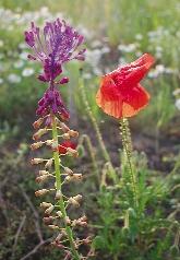 elatine), a vetési oroszlánszáj (Misopates orontium), a cicó (Thymelaea passerina), a kalincaínfû (Ajuga chamaepitys), a tarlókutyatej (Euphorbia