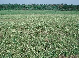 Vetési oroszlánszáj (Misopates orontium) A korai tarlóhántás