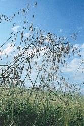 98. kép. Héla zab (Avena fatua) A kétszikûirtó herbicidek használatának következményeként terjedô gyompázsitfüvek (98 101. kép). 100. kép. Nagy széltippan (Apera spica-venti) 99. kép. Parlagi ecsetpázsit (Alopecurus myosuroides) repens), a parlagi ecsetpázsit (Alopecurus myosuroides) és a nagy széltippan (Apera spica-venti) felszaporodását.