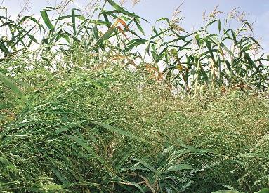 101. kép. Tömeges gyomköles (Panicum miliaceum subsp. ruderale) kukoricavetésben A kétszikûirtó herbicidek használatának következményeként terjedô gyompázsitfüvek (98 101. kép).