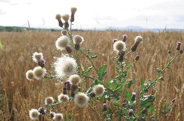 A kék búzavirág (Centaurea cyanus) például a korábbi évtizedekben a kémiai gyomirtás