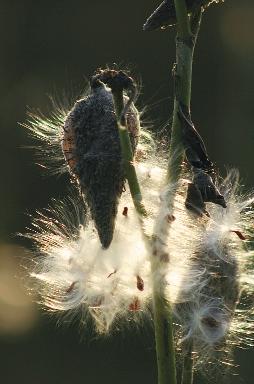 kép. Selyemkóró (Asclepias