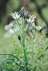 116. kép. Degen-madártej (Ornithogalum x degenianum) 117. kép. Kónya madártej (Ornithogalum boucheanum) A hagymás geofitonok már csak a hagyományosan mûvelt szôlôkben fordulnak elô (116 118.
