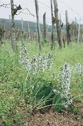Ernyôs madártej (Ornithogalum umbellatum) és fürtös gyöngyike (Muscari racemosum) alját kezelik herbicidekkel, kiváltva ezzel a kézi kapálást.