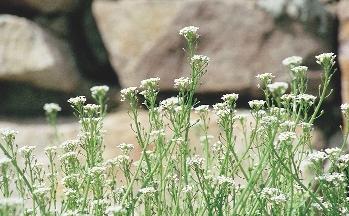 127. kép. Matyó (Calepina irregularis) Néhány veszélyeztetett szántóföldi gyomnövény (120 128. kép). meglehetôsen nehéz feladat, és nem mentes a szerzôk szubjektivitásától.