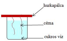 Természetismert 5. 6 Laboreszközök és használata Tapasztalatod rajzold az ábrába! Miből áll az élesztő? Élesztőgombákból áll Mi történik a cukorral?