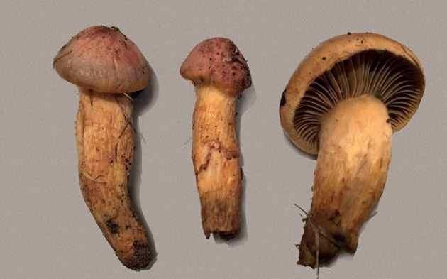 ) /A kladogram és a határozókulcsok, valamint az egyik fotó forrása: Diversity of Chroogomphus