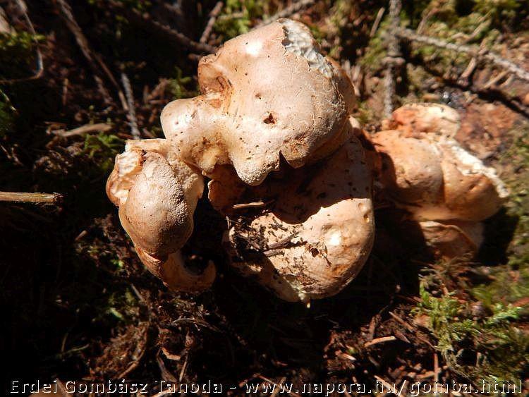 ; Grifolin, a potential antitumor natural product from the mushroom Albatrellus confluens, inhibits tumor cell growth by inducing apoptosis in vitro - Federation of European Biochemical Societies