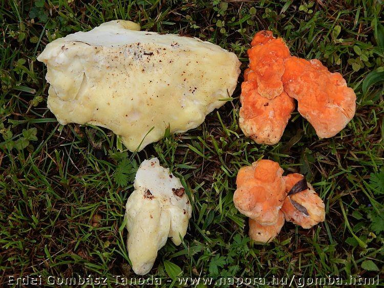 A sárga gévagomba (Laetiporus sulphureus) A gomba kémiai összetétele, a benne izolált tumorellenes, antimikrobiális, gyulladáscsökkentő és antioxidáns vegyületek egyre inkább gyógyhatású gombaként is