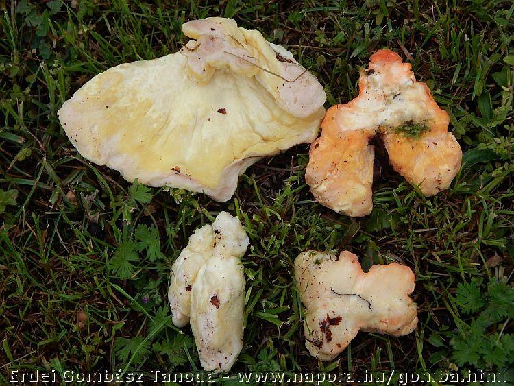 /Forrás azoknak, akik szeretnének erről bővebben olvasni: Chemical composition of the mushroom Laetiporus sulphureus (Bull.) Murill. - D. Kovács and J. Vetter, Acta Alimentaria, Vol. 44 (1), pp.