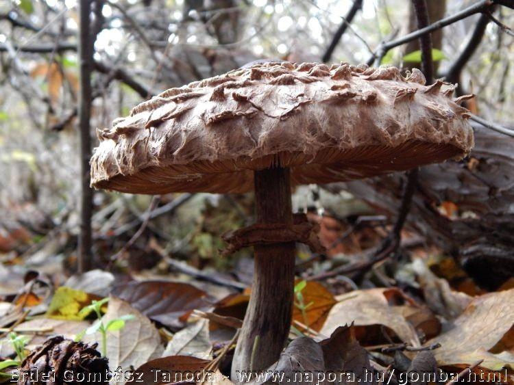 ;) /. * 17 Chlorophyllum faj határozókulcsa (szakellenőröknek