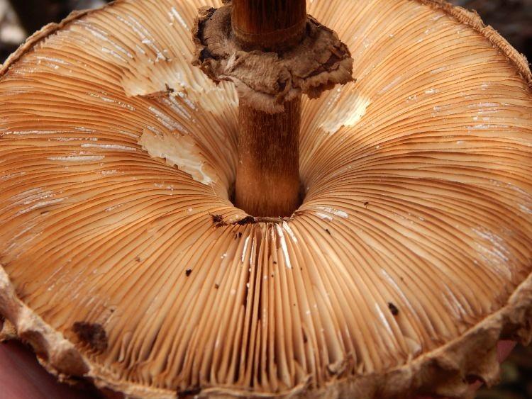 /Forrás: A multi-gene phylogeny of Chlorophyllum