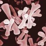 Escherichia coli Enterococcus