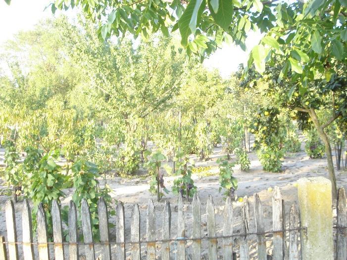 hagyományos tanyasi