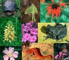 Biológiai sokféleség mit véd a természetvédelmi biológia?