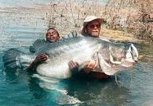 Viktória tó nílusi sügér 400 bennszülött halfaj Nílusi