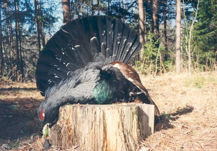 10 nagyméretű vitorlászsák általában jobb, mint a bőrönd. A kakasokat vagy azok lenyúzott trófeáját azonban ne tegyük a vitorlászsákba, mert ez az evező- és faroktollak sérüléséhez vezethet.