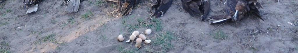 found 4 marsh harriers and 3 poisoned eggs Dog unit