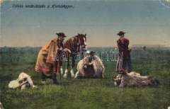 Hortobágy, Csikó s