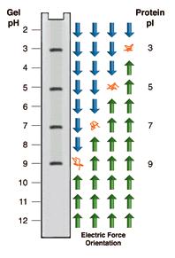 Izoelektromos fókuszálás (IEF) + u e ( electrophoretic mobility (EPM)) elektroforetikus mozgékonyság A méretkizárást el kell kerülni.