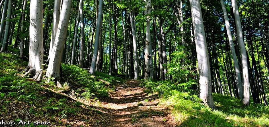 Kőris-hegy Boroszlán Tanösvény Az összesen mintegy 7 km hosszú tanösvényt 2015-ben a Balaton-felvidéki Nemzeti Parkban az Év Tanösvényévé választották.