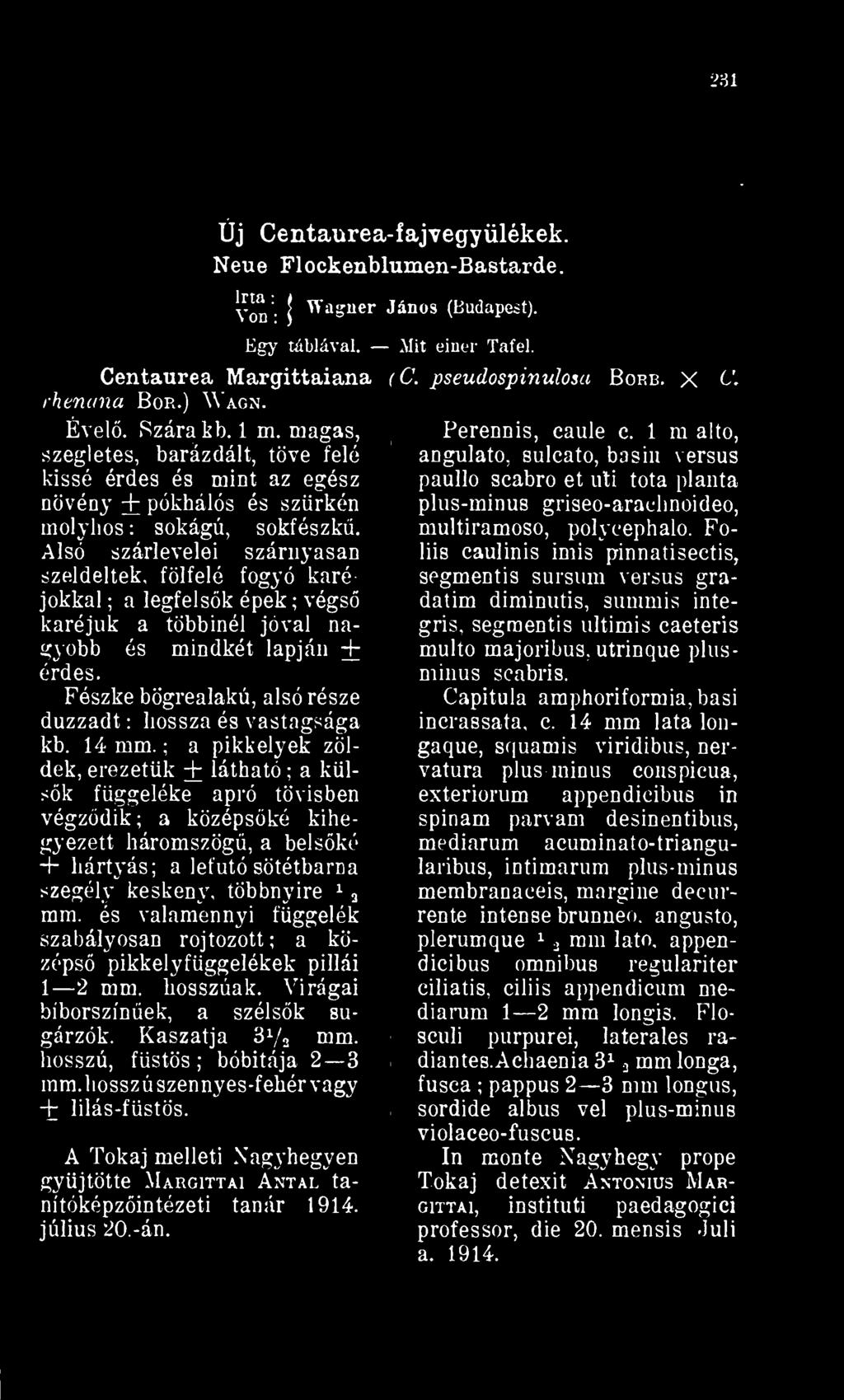 Fészke bögrealakú, alsó része duzzadt : hossza és vastagsága kb. 14 mm.