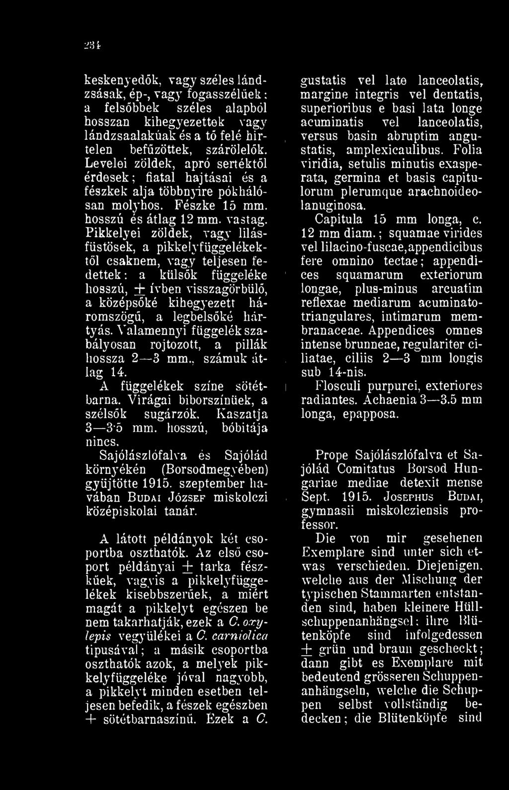 Valamennyi függelék szabályosan rojtozott, a pillák hossza 2 3 mm., számuk átlag 14. A függelékek színe sötétbarna. Virágai biborszínüek, a szélsk sugárzók. Kaszatja 3 35 mm. hosszú, bóbitája nincs.