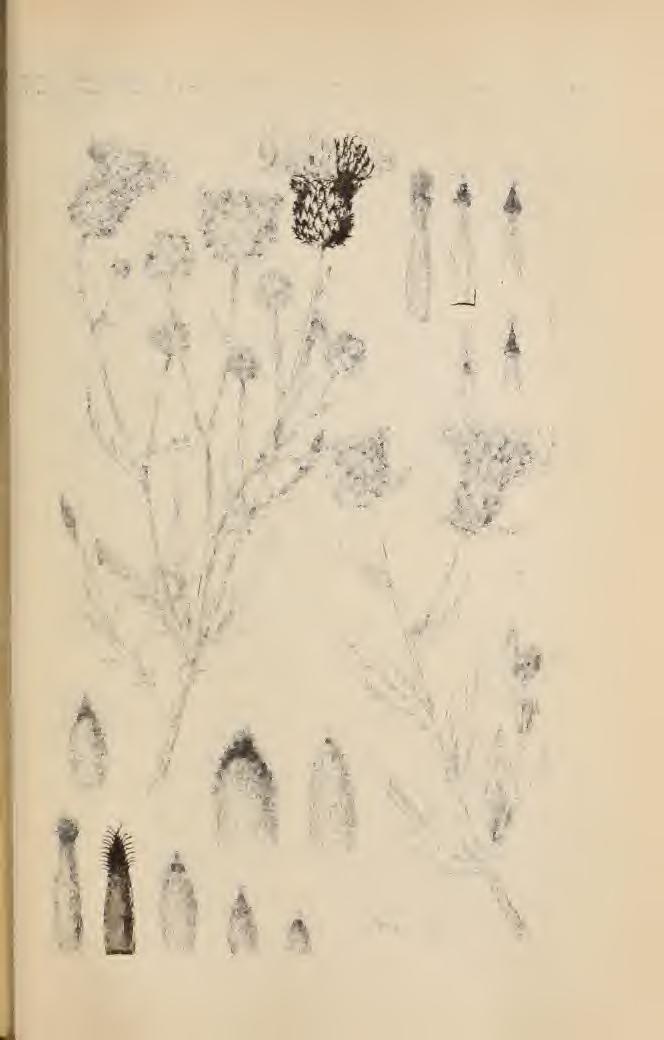 Biodiversity Heritage Library,