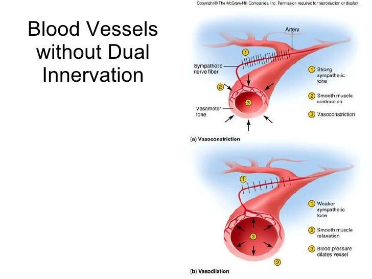 Arteriolák KETTŐS BEIDEGZÉS NÉLKÜL Sympathikus VASOMOTOR Tónus a1 A vasculaturát és arteriolákat állandó, kismértékű kontrakcióban tartja, mely a vérnyomás szabályozásának alapja