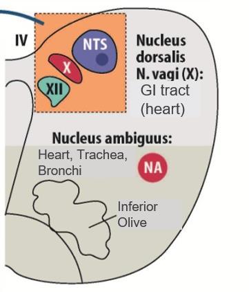 Vegetatív Funkciók: Supraspinális Stimulusok- agytörzs MEDULLA Nucl. Tractus Solitarii e.g. vasomotor (RVLM), respiratory, coughing centre interneurons Vegetative efferents HYPOTHALAMUS