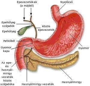 Emésztés a gyomorban Állati fehérjék : hús, hal, tej, tojás.