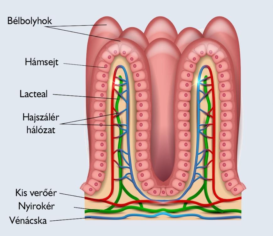 Emésztés a nyombélben Gabonafehérjék Vékonybél nyálkahártyában található