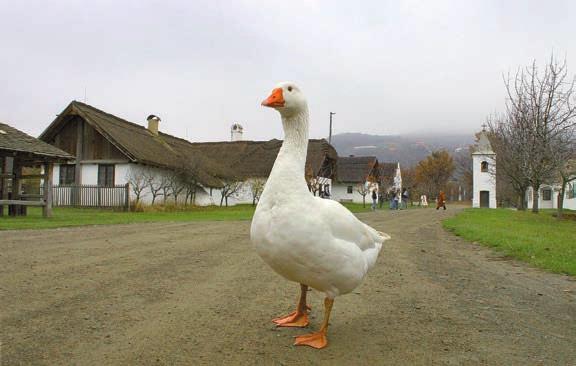 A pásztorok ekkor kapták meg az éves fizetségüket.