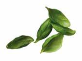 LÉBEN Pasztőrözött PESTO Siciliano /