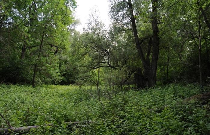 ábra A 4. mintavételi kvadrát az első mintavételkor. 13.7-39. ábra Az 5. mintavételi kvadrát az első mintavételkor. 13.7-40.