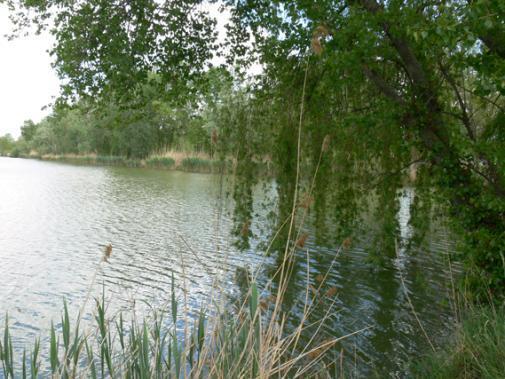 2"; két mintavételi alkalom: 2012.04.26., 2012.07.24. P-17. Paks, Csámpa, kubikgödör, EOV: 633822, 135740; N46 33'57.1", E18 50'11.