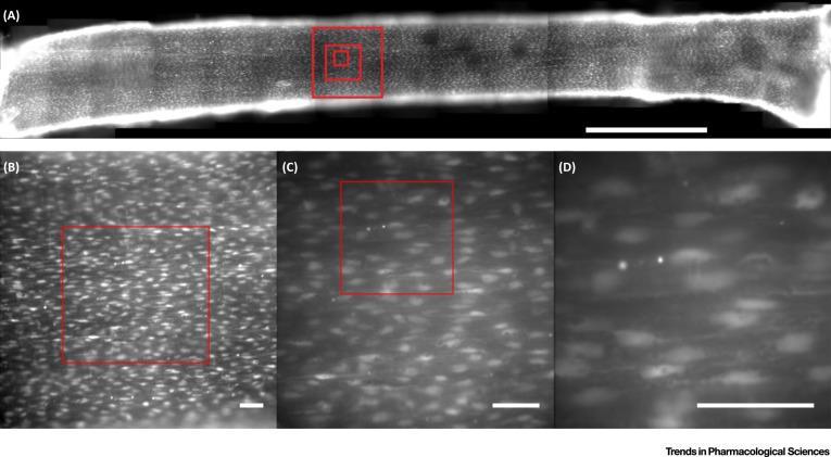 The Under-Appreciated Scale of the Endothelium. The endothelium is an extensive network of cells covering the entire cardiovascular system.